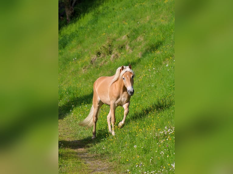 Haflinger Merrie 5 Jaar 150 cm Vos in Jerzens