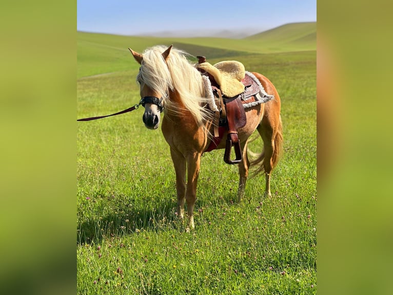 Haflinger Merrie 5 Jaar 150 cm Vos in N&#xFC;rburg