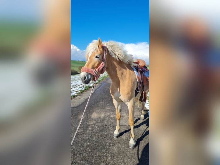 Haflinger Merrie 5 Jaar 150 cm Vos in Külsheim