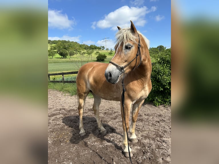 Haflinger Merrie 5 Jaar 150 cm Vos in Külsheim