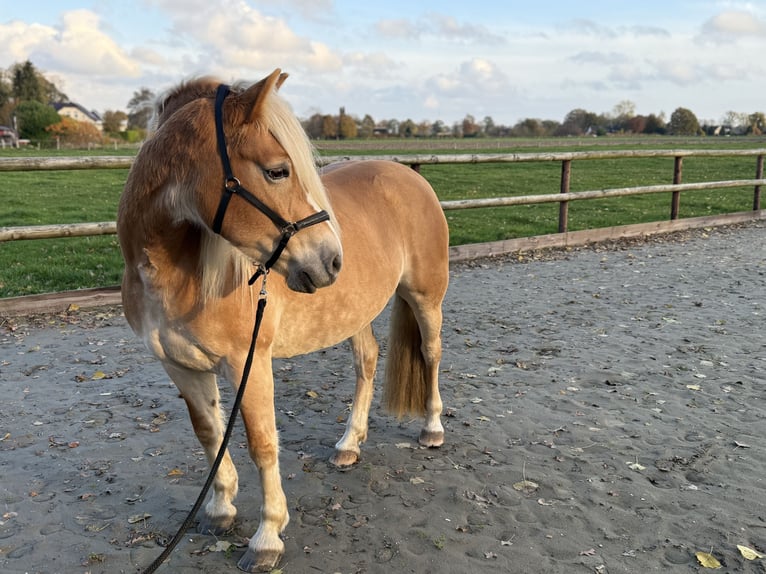 Haflinger Merrie 5 Jaar 150 cm Vos in Breitenberg