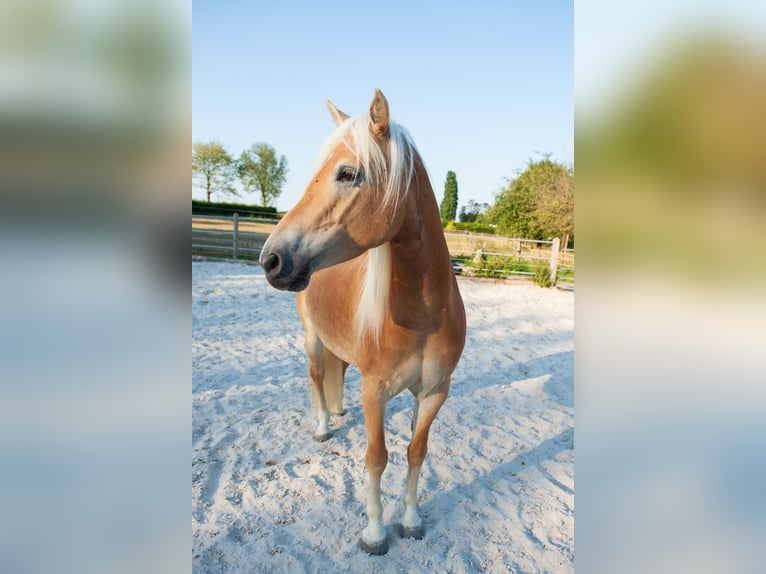 Haflinger Merrie 5 Jaar 150 cm Vos in Klimmen