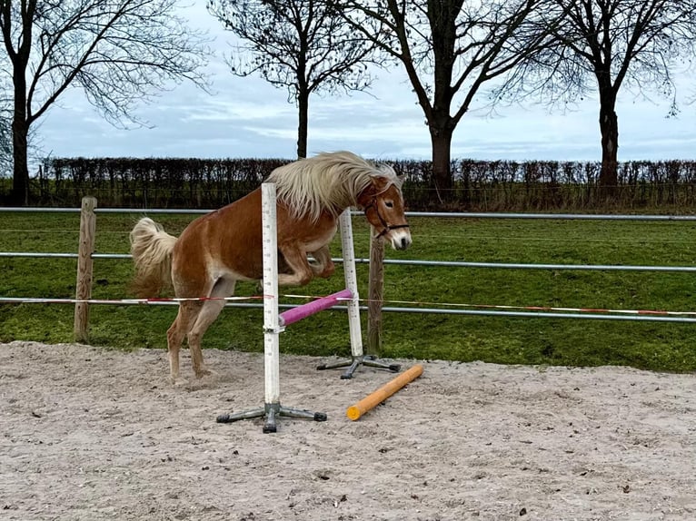 Haflinger Merrie 5 Jaar 150 cm Vos in Klimmen