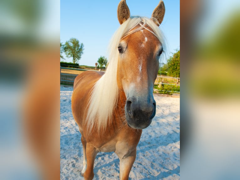 Haflinger Merrie 5 Jaar 150 cm Vos in Klimmen