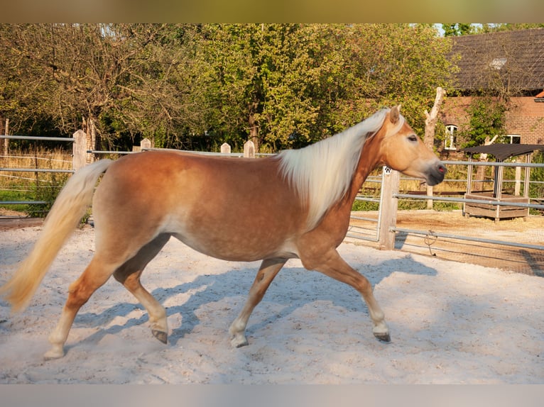 Haflinger Merrie 5 Jaar 150 cm Vos in Klimmen