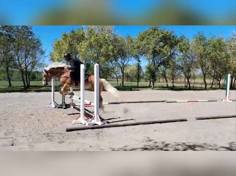 Haflinger Mix Merrie 5 Jaar 150 cm Vos in Neu Gaarz