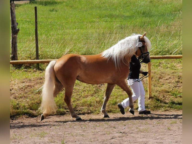 Haflinger Merrie 5 Jaar 151 cm Vos in Nohfelden