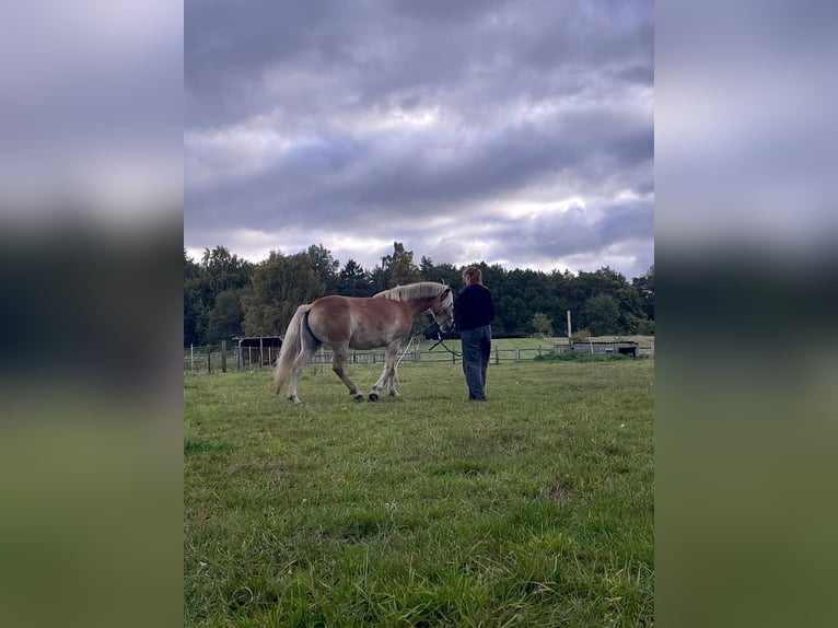 Haflinger Merrie 5 Jaar 152 cm  in Lübeck