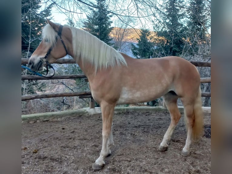 Haflinger Merrie 5 Jaar 152 cm Vos in Bozen/S&#xFC;dtirol