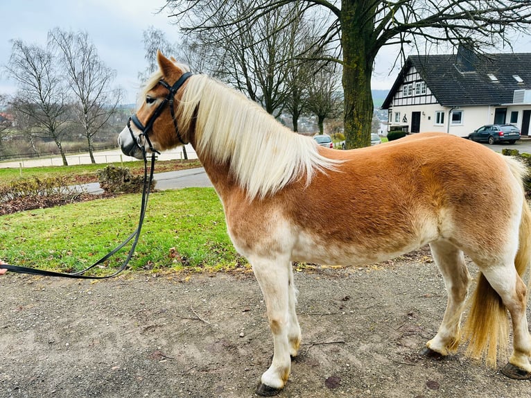 Haflinger Merrie 5 Jaar 153 cm Falbe in Diemelsee