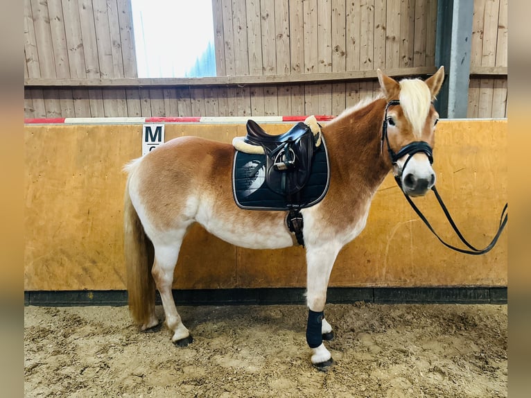 Haflinger Merrie 5 Jaar 153 cm Falbe in Diemelsee