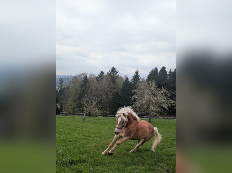 Haflinger Merrie 5 Jaar 153 cm Vos in Börtlingen
