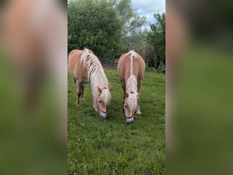 Haflinger Merrie 5 Jaar 153 cm Vos in Börtlingen