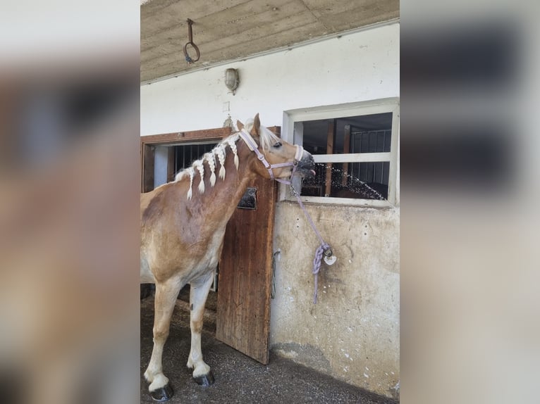 Haflinger Merrie 5 Jaar 153 cm Vos in Weiz