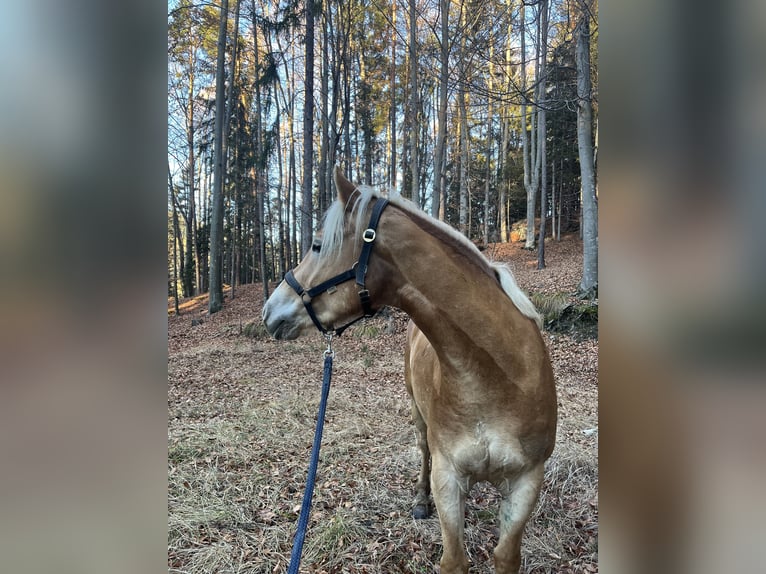 Haflinger Merrie 5 Jaar 153 cm Vos in Weiz