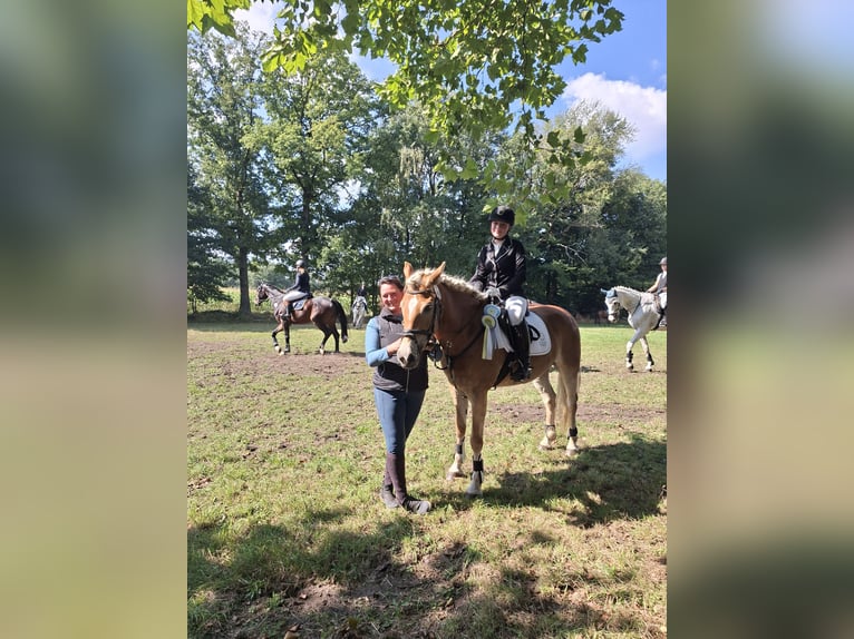 Haflinger Merrie 5 Jaar 154 cm Vos in Tecklenburg