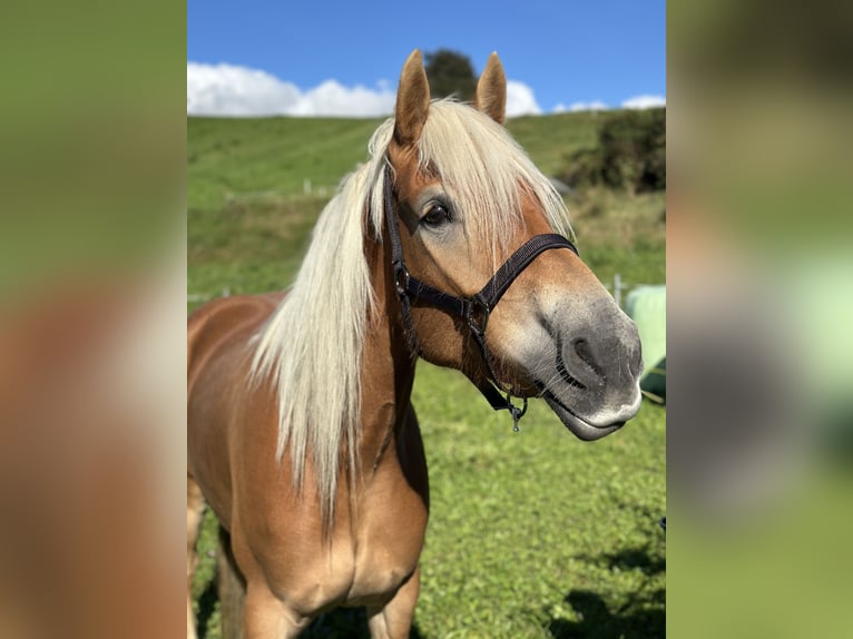 Haflinger Merrie 5 Jaar 154 cm Vos in Arzl im Pitztal