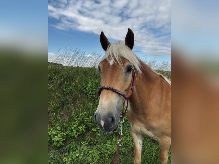 Haflinger Merrie 5 Jaar 154 cm Vos in Mechtersen