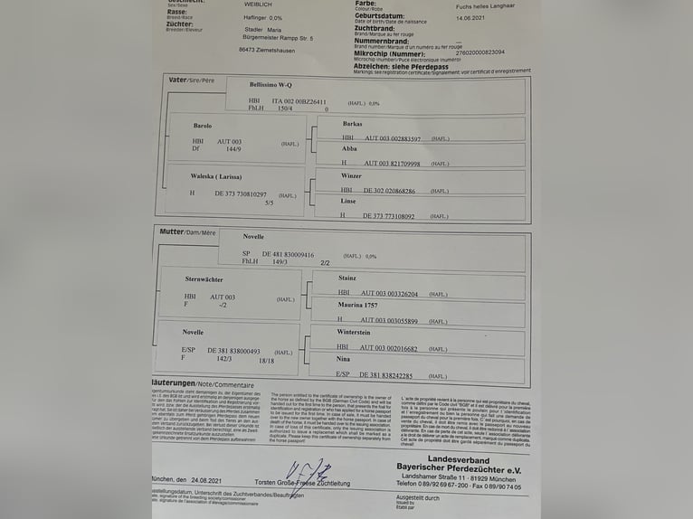 Haflinger Merrie 5 Jaar 155 cm Vos in Gödenstorf