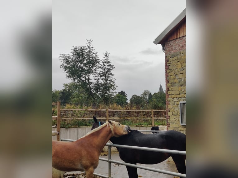 Haflinger Merrie 5 Jaar 158 cm in Bad Sassendorf