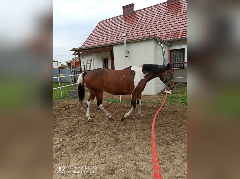 Haflinger Mix Merrie 5 Jaar 158 cm Overo-alle-kleuren in Chorzemin