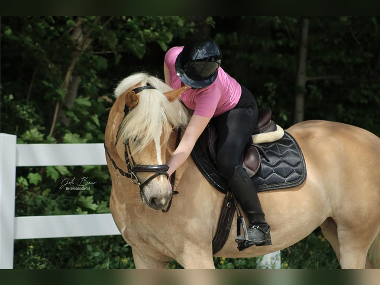 Haflinger Merrie 5 Jaar 159 cm Donkere-vos in Bendorf
