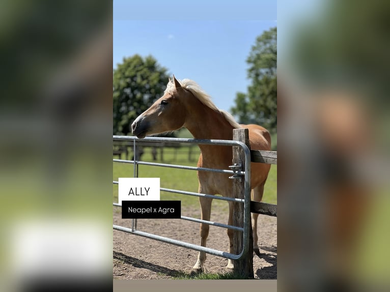 Haflinger Merrie 5 Jaar Vos in Seedorf
