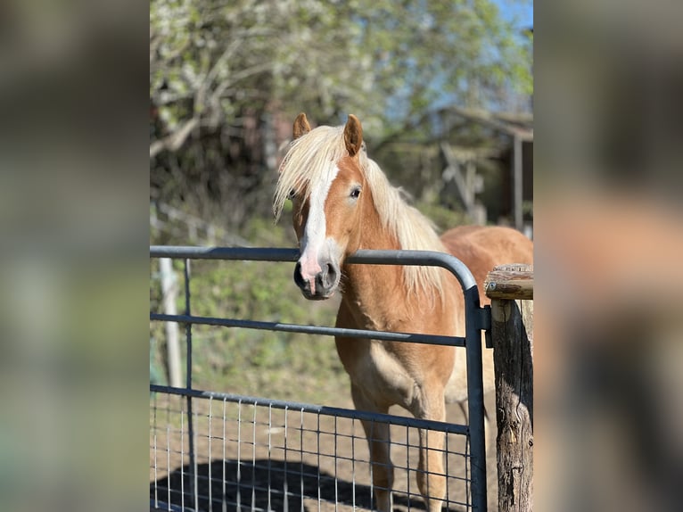 Haflinger Merrie 5 Jaar Vos in Seedorf