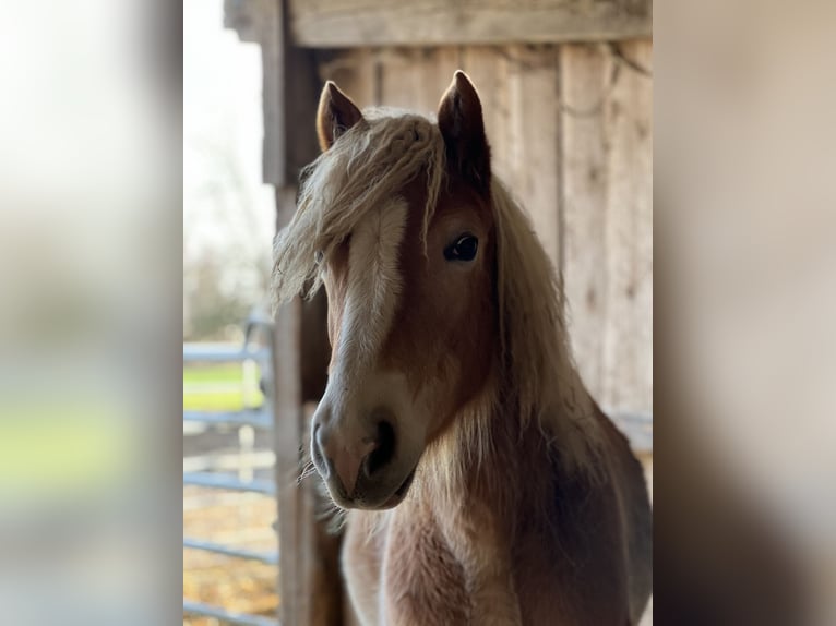 Haflinger Merrie 5 Jaar Vos in Seedorf