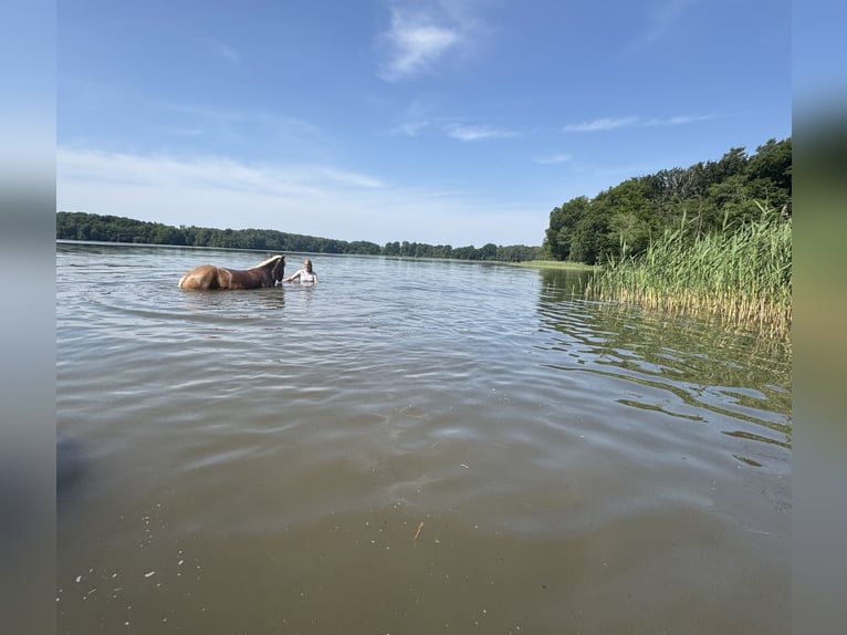Haflinger Merrie 5 Jaar Vos in Ganzlin
