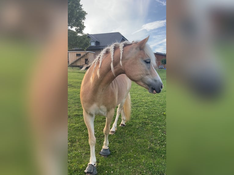 Haflinger Merrie 6 Jaar 140 cm  in Much