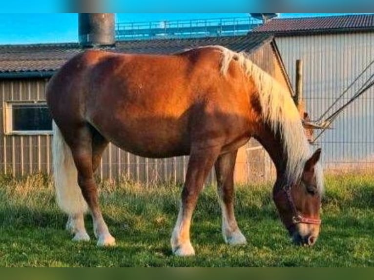 Haflinger Mix Merrie 6 Jaar 142 cm Vos in Rothenburg ob der Tauber