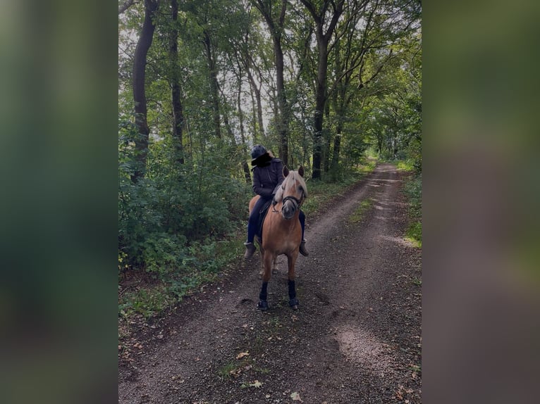 Haflinger Merrie 6 Jaar 144 cm Vos in Heide