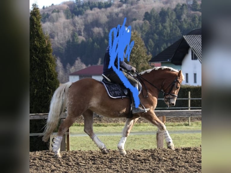 Haflinger Merrie 6 Jaar 148 cm in Strass