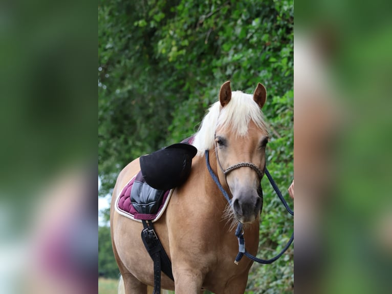 Haflinger Merrie 6 Jaar 148 cm in Strass