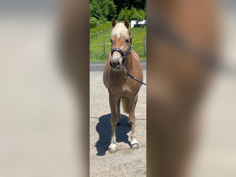 Haflinger Merrie 6 Jaar 148 cm  in Strass