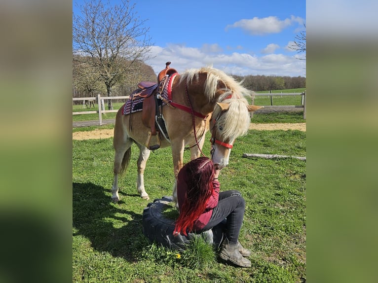 Haflinger Merrie 6 Jaar 148 cm Vos in Linkenbach