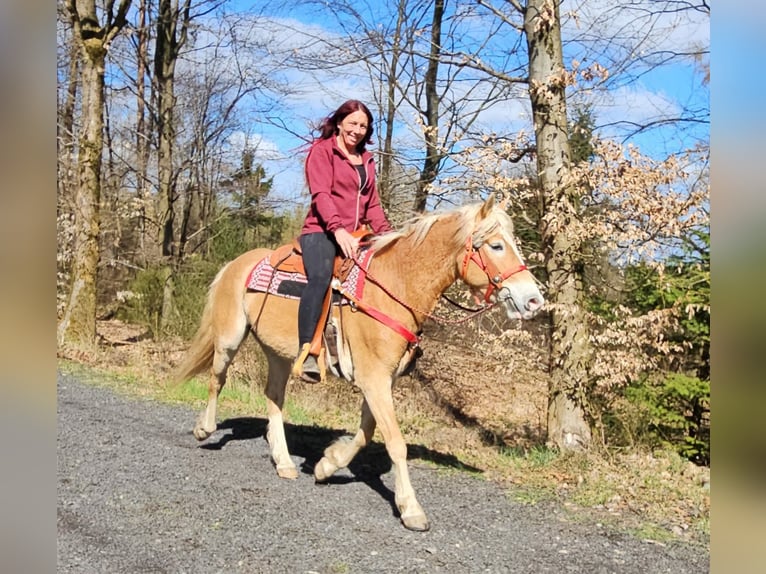Haflinger Merrie 6 Jaar 148 cm Vos in Linkenbach