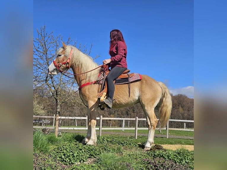 Haflinger Merrie 6 Jaar 148 cm Vos in Linkenbach