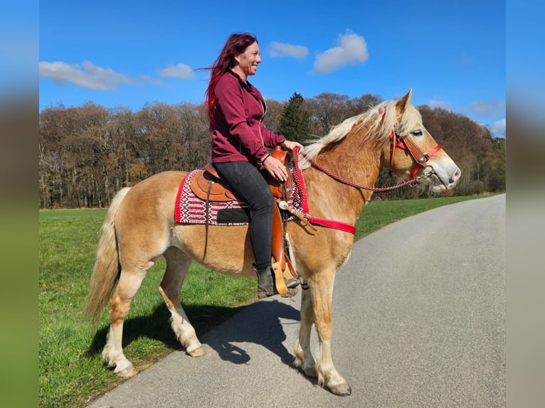 Haflinger Merrie 6 Jaar 148 cm Vos in Linkenbach