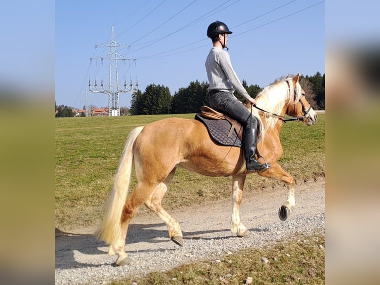 Haflinger Merrie 6 Jaar 149 cm  in Bidingen