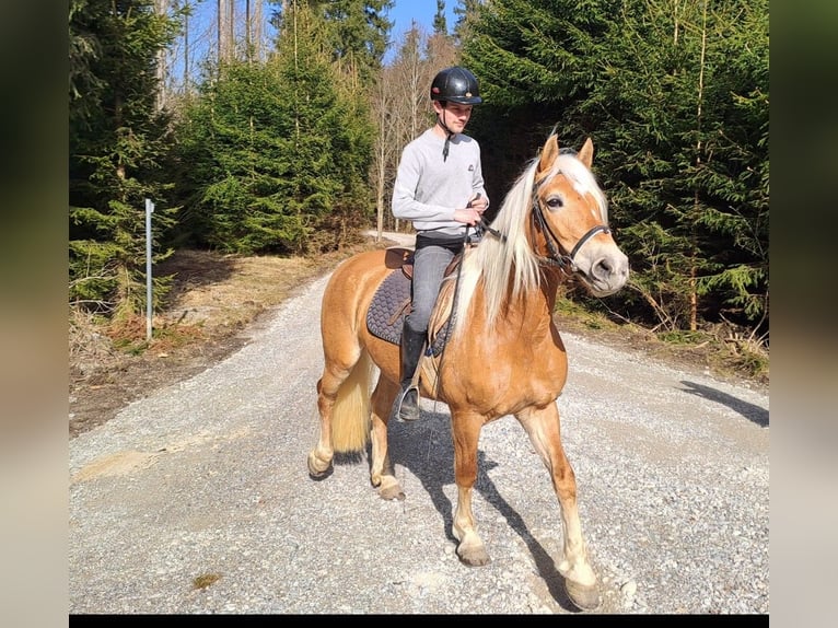 Haflinger Merrie 6 Jaar 149 cm  in Bidingen