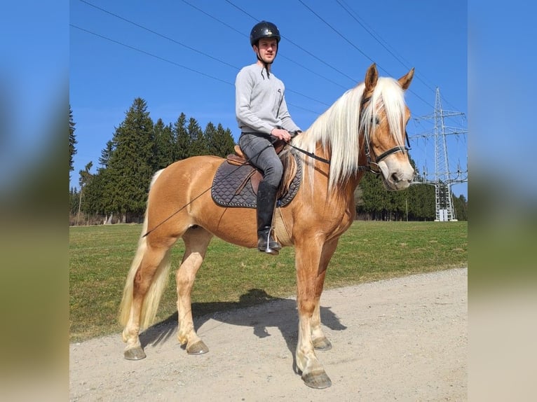 Haflinger Merrie 6 Jaar 149 cm  in Bidingen