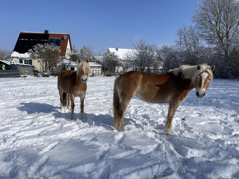 Haflinger Merrie 6 Jaar 149 cm Vos in Thalmässing