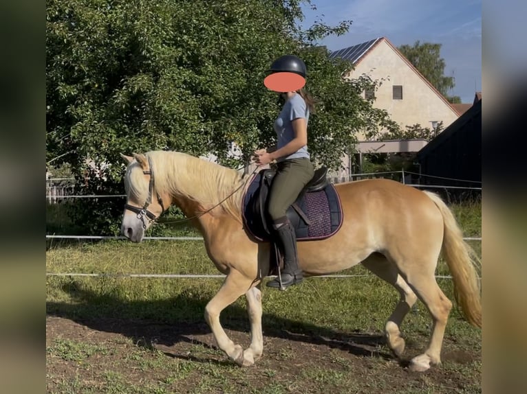 Haflinger Merrie 6 Jaar 149 cm Vos in Thalmässing