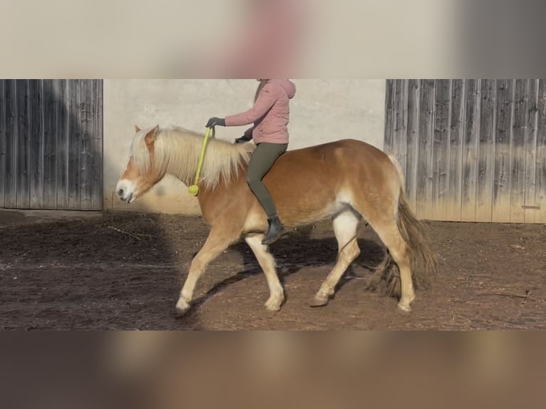 Haflinger Merrie 6 Jaar 149 cm Vos in Thalmässing