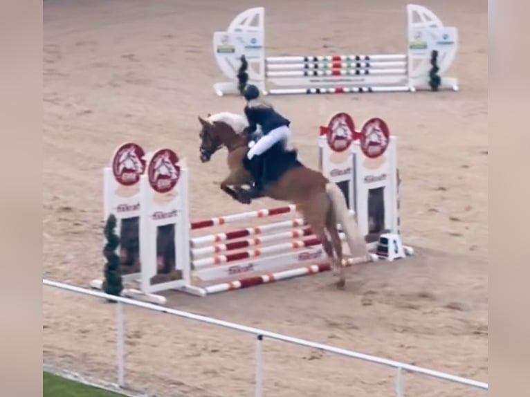 Haflinger Merrie 6 Jaar 149 cm Vos in Ginau