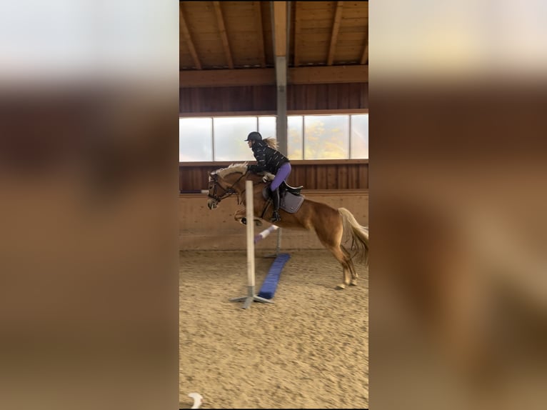 Haflinger Merrie 6 Jaar 149 cm Vos in Ginau