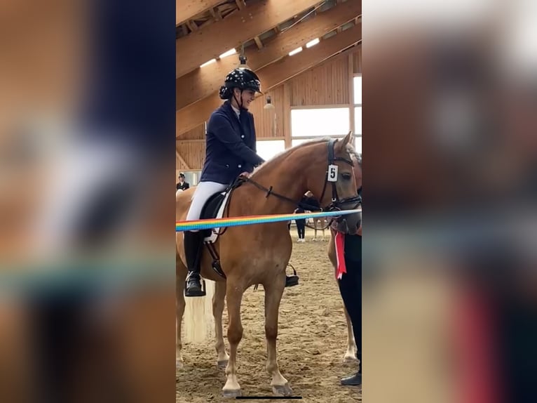 Haflinger Merrie 6 Jaar 149 cm Vos in Ginau