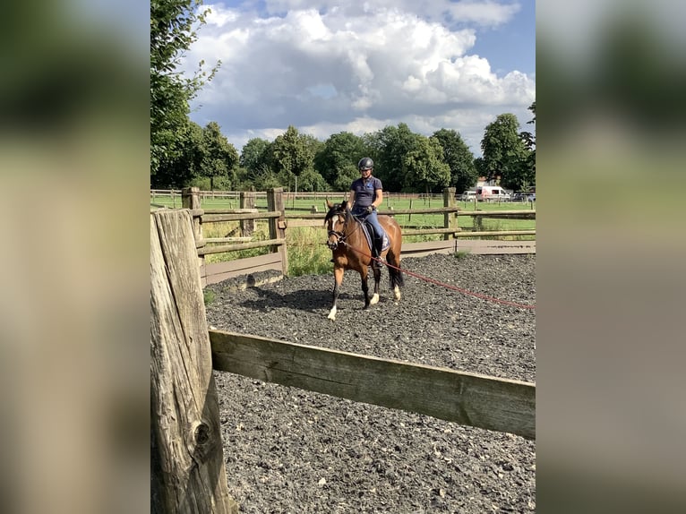 Haflinger Mix Merrie 6 Jaar 150 cm Donkerbruin in LienenLienen